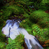 Buy canvas prints of Forest Stream in Benmore Botanic Garden by Jenny Rainbow