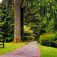 Buy canvas prints of Come to Sit with Me. Benmore Botanical Garden, Scotland by Jenny Rainbow