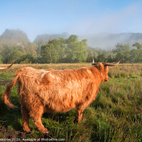 Buy canvas prints of Rural Idyll. Trossachs National Park, Scotland by Jenny Rainbow