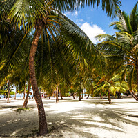 Buy canvas prints of Palms. Palms. Palms. Maldivian Island by Jenny Rainbow