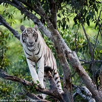 Buy canvas prints of White Tiger on the Tree by Jenny Rainbow