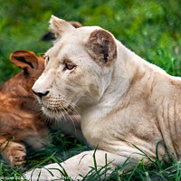 Buy canvas prints of Two Lion Cubs by Jenny Rainbow