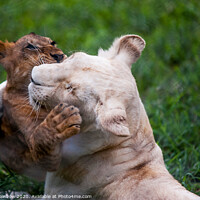 Buy canvas prints of Playful Kids. Two Lion Cubs by Jenny Rainbow