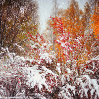 Buy canvas prints of Colorful Fireworks at Late Autumn by Jenny Rainbow