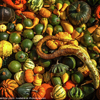 Buy canvas prints of Abundant Harvest of Gourds Display by Jenny Rainbow