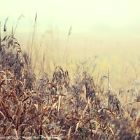 Buy canvas prints of The Song of Autumnal Grass by Jenny Rainbow