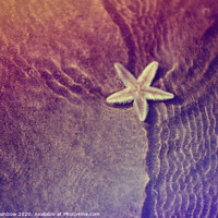 Buy canvas prints of Sea Starfish with Water Ripples by Jenny Rainbow