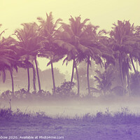 Buy canvas prints of Foggy Goan Fields  by Jenny Rainbow