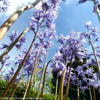 Buy canvas prints of giant bluebell trees by colin potts