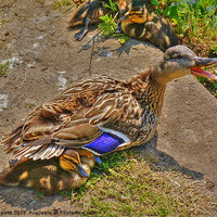 Buy canvas prints of Duck and babies. by colin potts