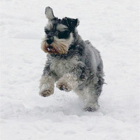 Buy canvas prints of Schnauzer in the snow by Mike Dickinson