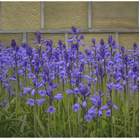 Buy canvas prints of  Bluebells by Mike Dickinson