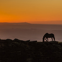 Buy canvas prints of A Stallion's sunset by Mike Dickinson