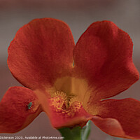 Buy canvas prints of Mimulus Magic by Mike Dickinson