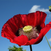 Buy canvas prints of Poppy by vicky Lewis