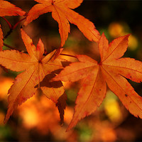 Buy canvas prints of Golden Leaves of Autumn by vicky Lewis