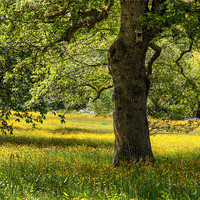 Buy canvas prints of Field of Buttercups by vicky Lewis