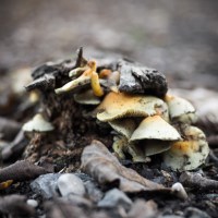 Buy canvas prints of Fungus in the woods by chris wood