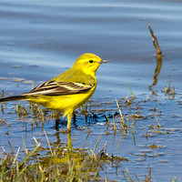 Buy canvas prints of Yellow Wagtail by Joe Pell
