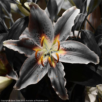 Buy canvas prints of White Lily in Infra red by Steve Cowe