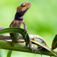 Buy canvas prints of Agamid Lizard by Brian Evans