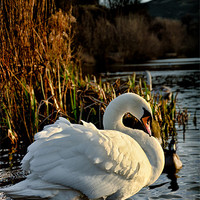 Buy canvas prints of Swan at Lochend Loch by Leo Jaleo 