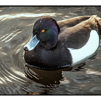 Buy canvas prints of Hidden Colours (Tufted Duck) by Leo Jaleo 