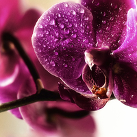 Buy canvas prints of Good morning Orchid by Leo Jaleo 