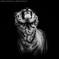 Buy canvas prints of The Begging Tiger by richard sayer