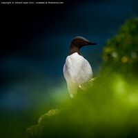 Buy canvas prints of Guillemot in the Green by richard sayer