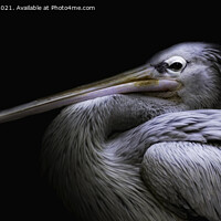 Buy canvas prints of Majestic Pelican Perching by richard sayer