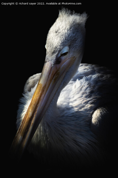 Sleepy Pelican Picture Board by richard sayer