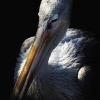 Buy canvas prints of Sleepy Pelican by richard sayer