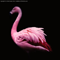 Buy canvas prints of Majestic Greater Flamingo by richard sayer