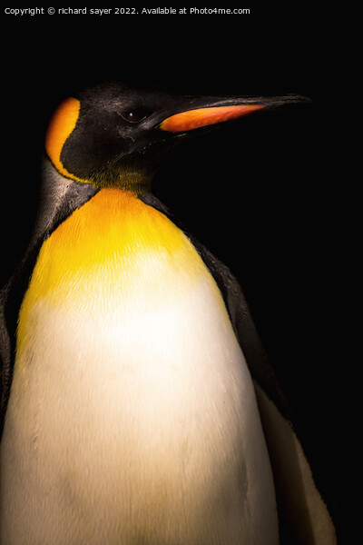 Regal Ruler of Antarctica Picture Board by richard sayer