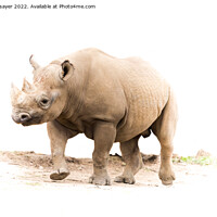 Buy canvas prints of Majestic Rhino Trots Freely by richard sayer