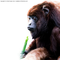 Buy canvas prints of Feasting Howler Monkey by richard sayer