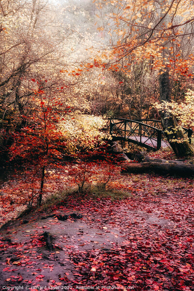 Enchanting Autumn Bridge Picture Board by richard sayer