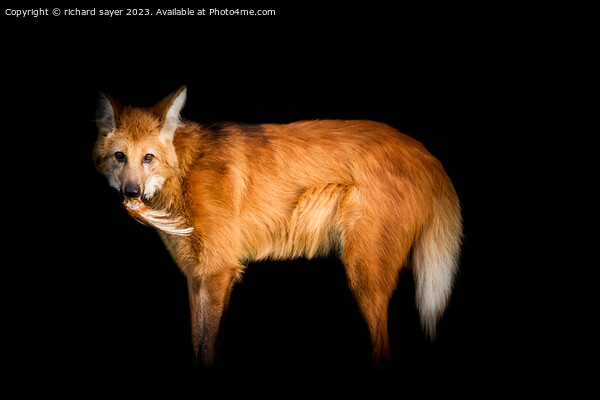 Maned Wolf Portrait Picture Board by richard sayer