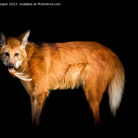 Buy canvas prints of Maned Wolf Portrait by richard sayer