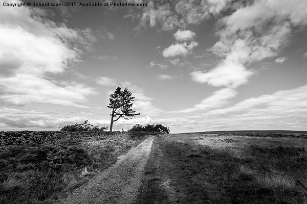  Tree on the moor Picture Board by richard sayer