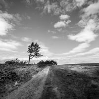 Buy canvas prints of  Tree on the moor by richard sayer