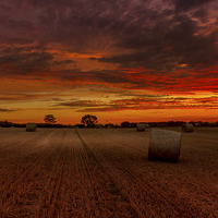 Buy canvas prints of  Field of Fire by richard sayer