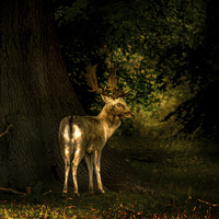 Buy canvas prints of  Spirit of the Wood by richard sayer