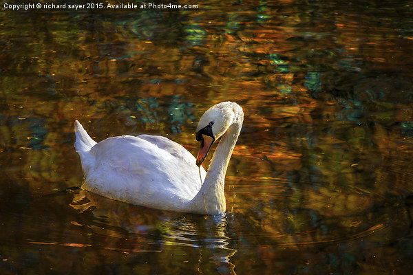  Golden Swans Lake Picture Board by richard sayer