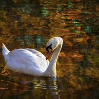 Buy canvas prints of  Golden Swans Lake by richard sayer
