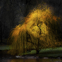Buy canvas prints of  Weeping Gold by richard sayer
