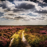 Buy canvas prints of Heather Moor by richard sayer