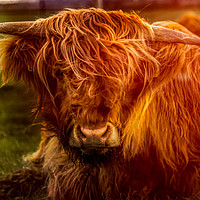 Buy canvas prints of Highland Cow by richard sayer