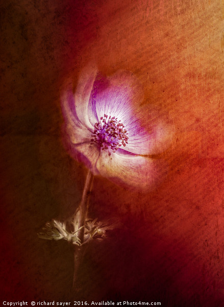 Abstract Anemone Picture Board by richard sayer